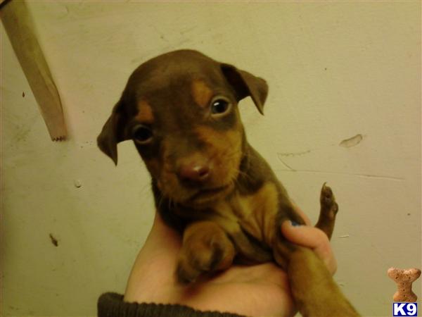 Puppies in NJ